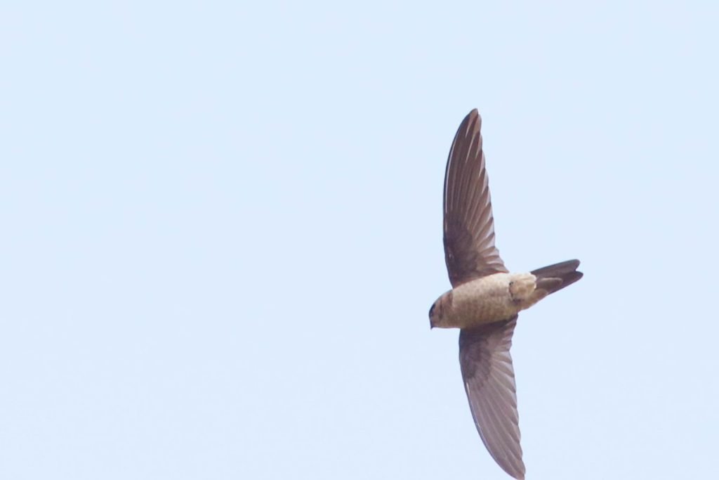 Himalayan Swiftlet