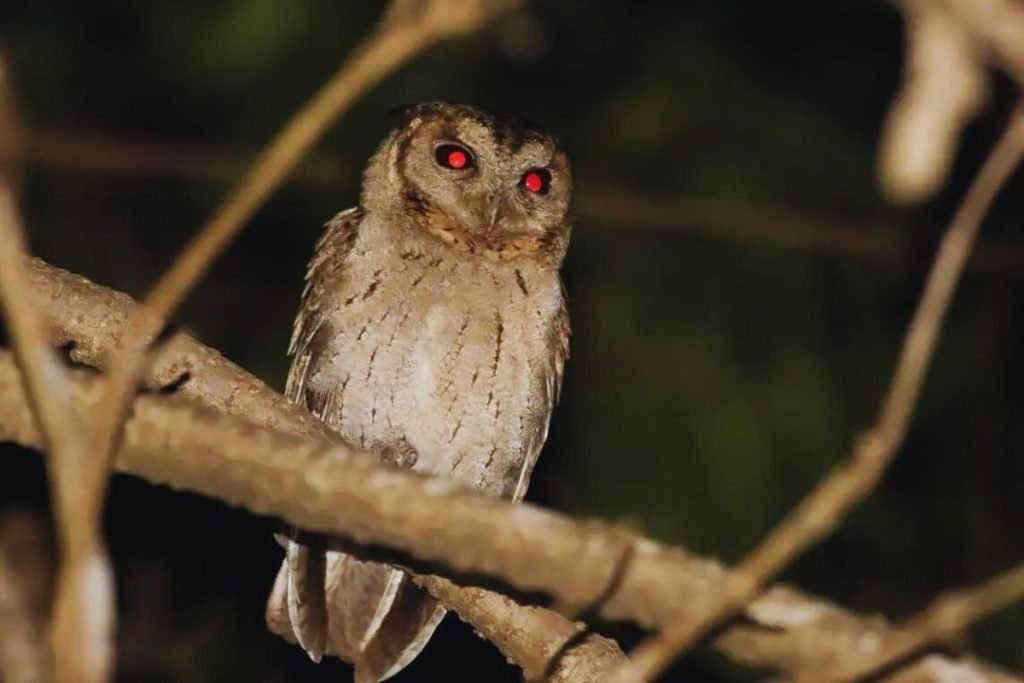 Collared Scops-Owl in Rajaji National Park