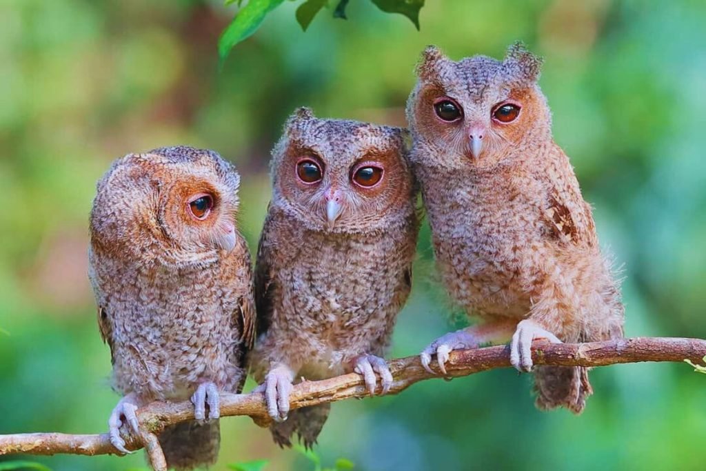 Indian Scops-Owl
