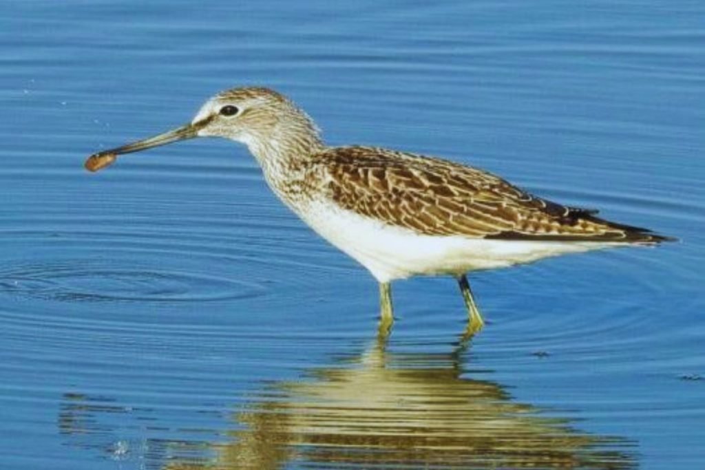 Common Greenshank in Rajaji National Park