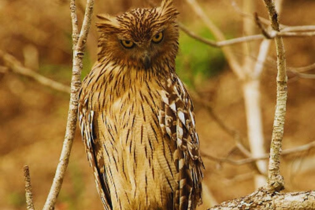 Brown Fish-Owl in Rajaji National Park