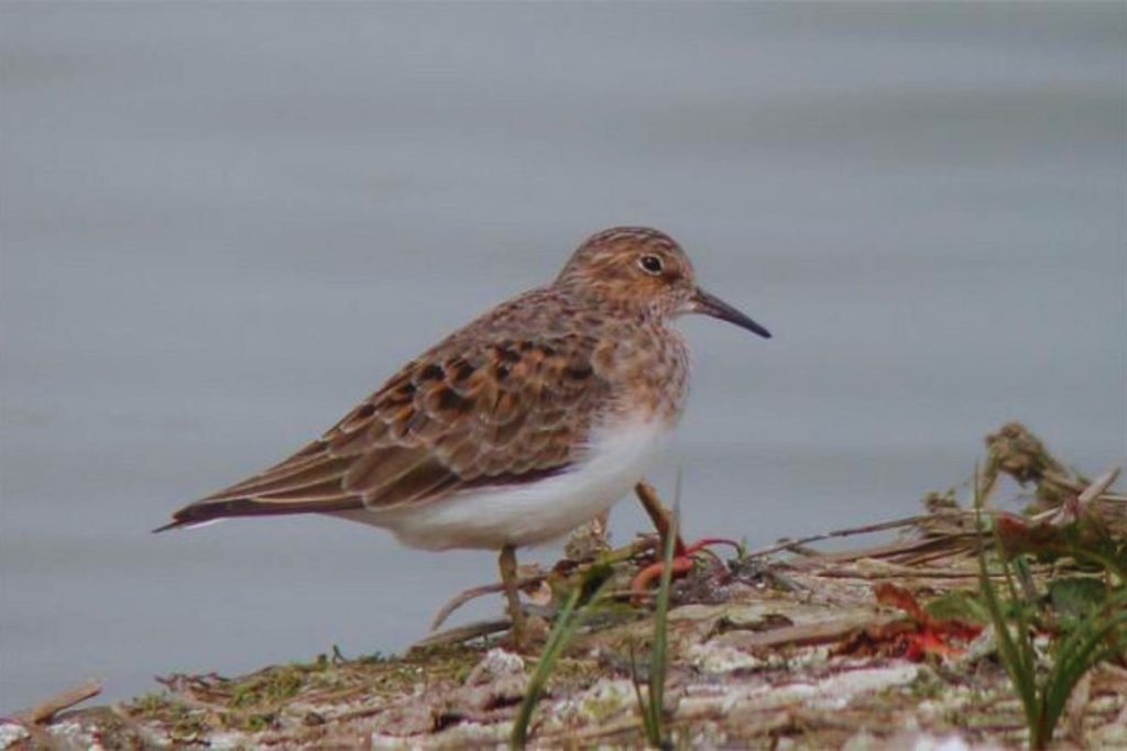 Temminck's Stint in Rajaji National Park