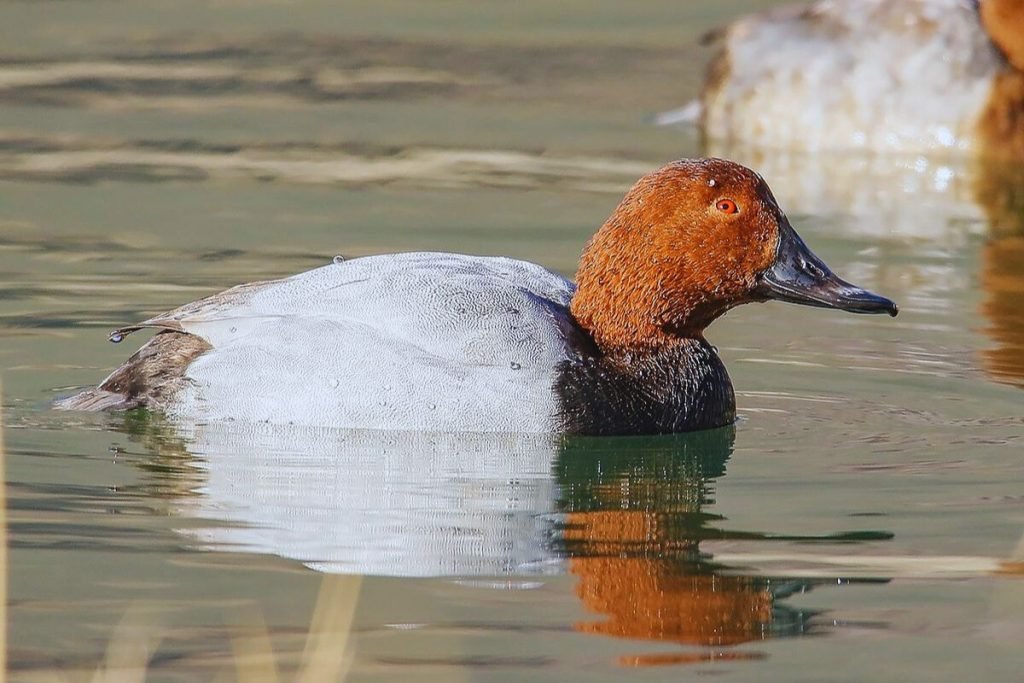 Common Pochard in Rajaji National Park