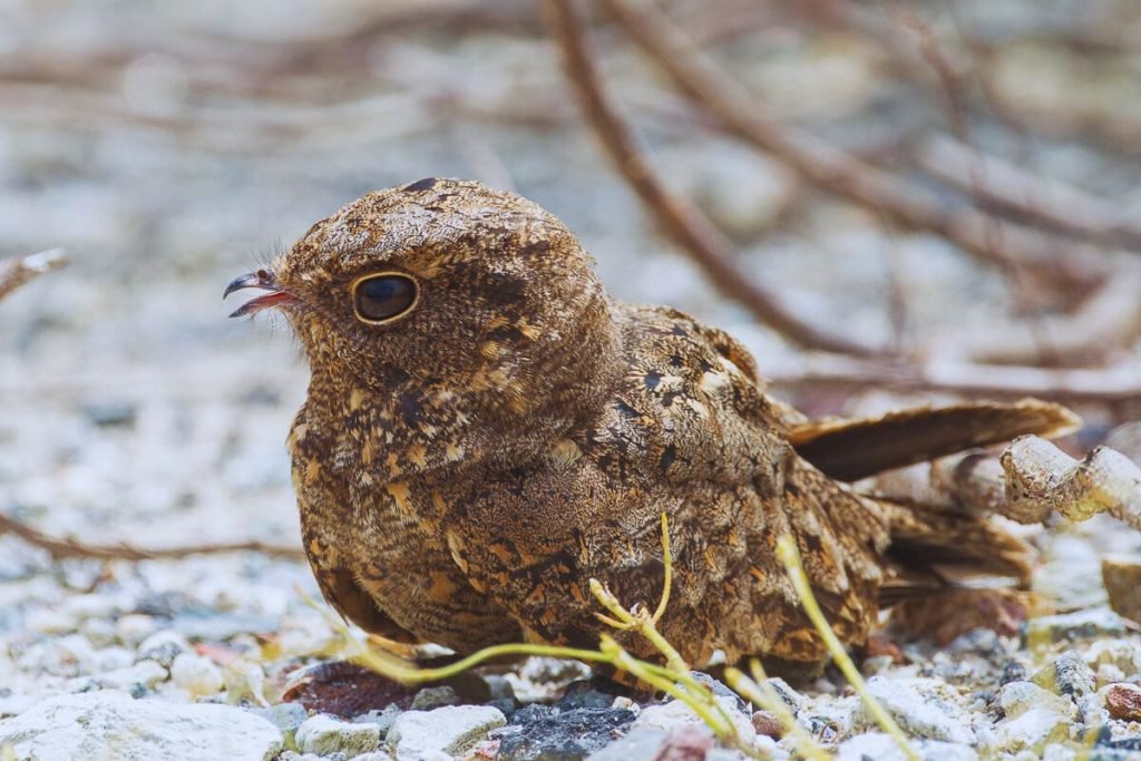 Savanna Nightjar in Rajaji National Park