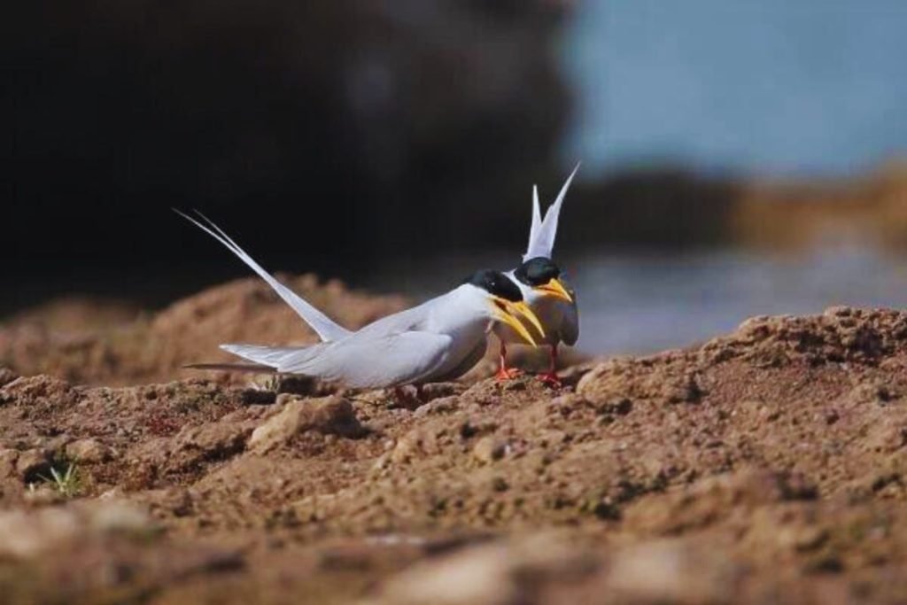 River Tern