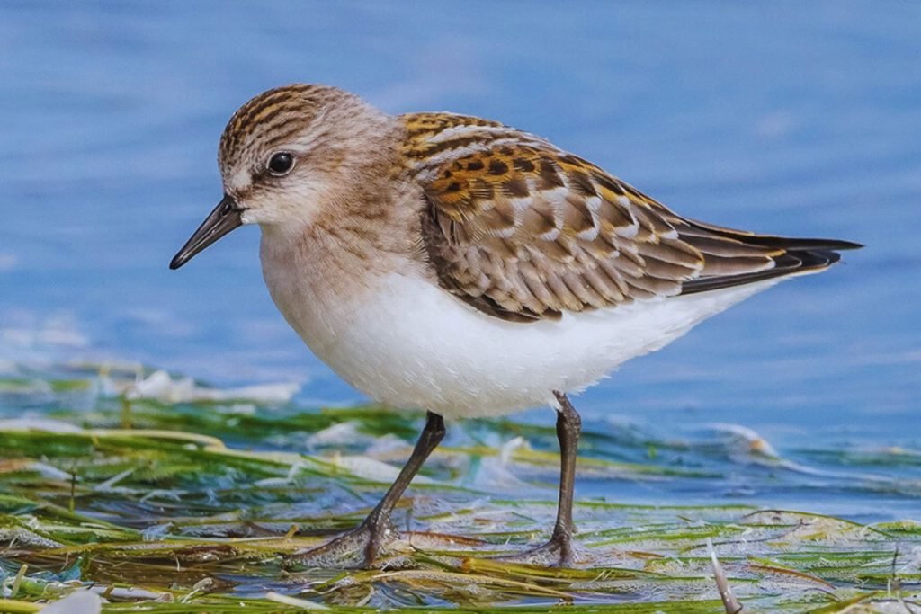 Stint Species in Rajaji National Park