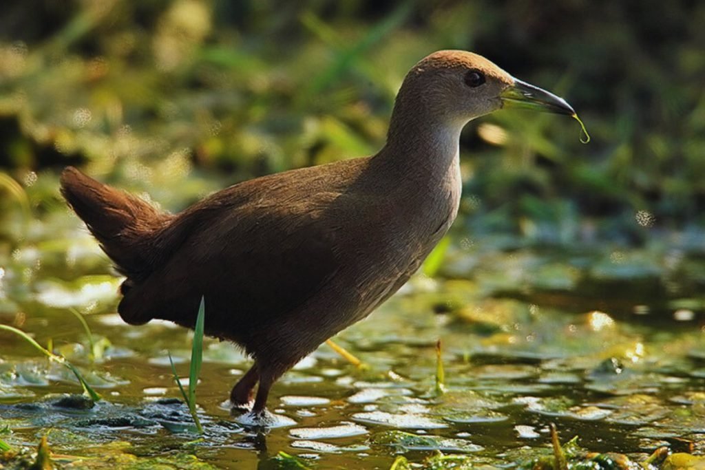 Brown Crake in Rajaji National Park