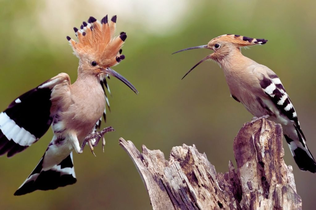 Hoopoes in Rajaji