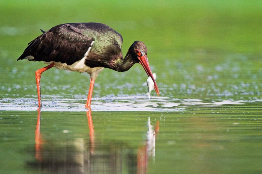 Black Stork in Rajaji