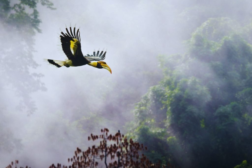 Great Hornbill