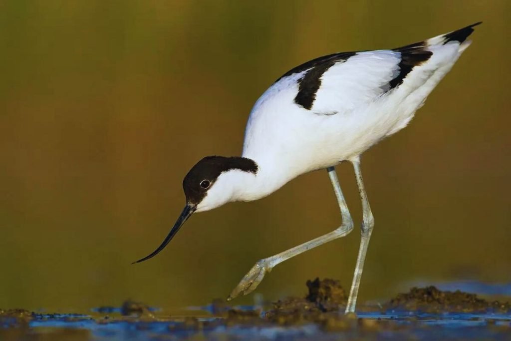 Pied Avocets
