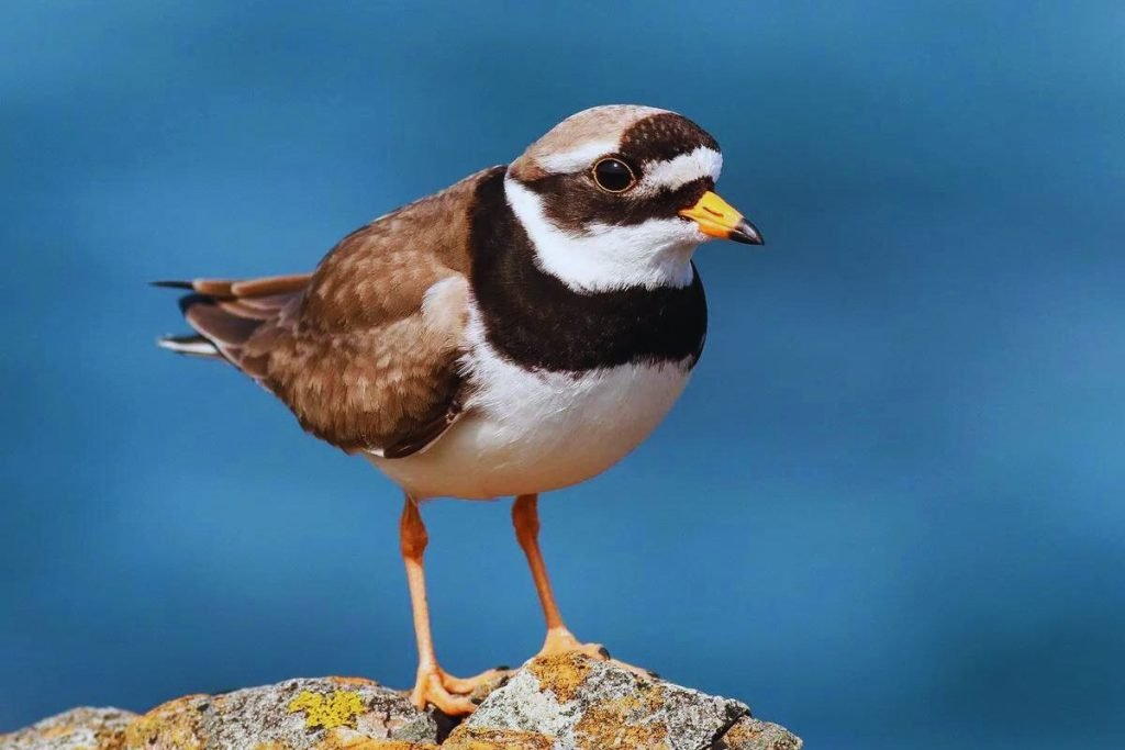 Little Ringed Plover