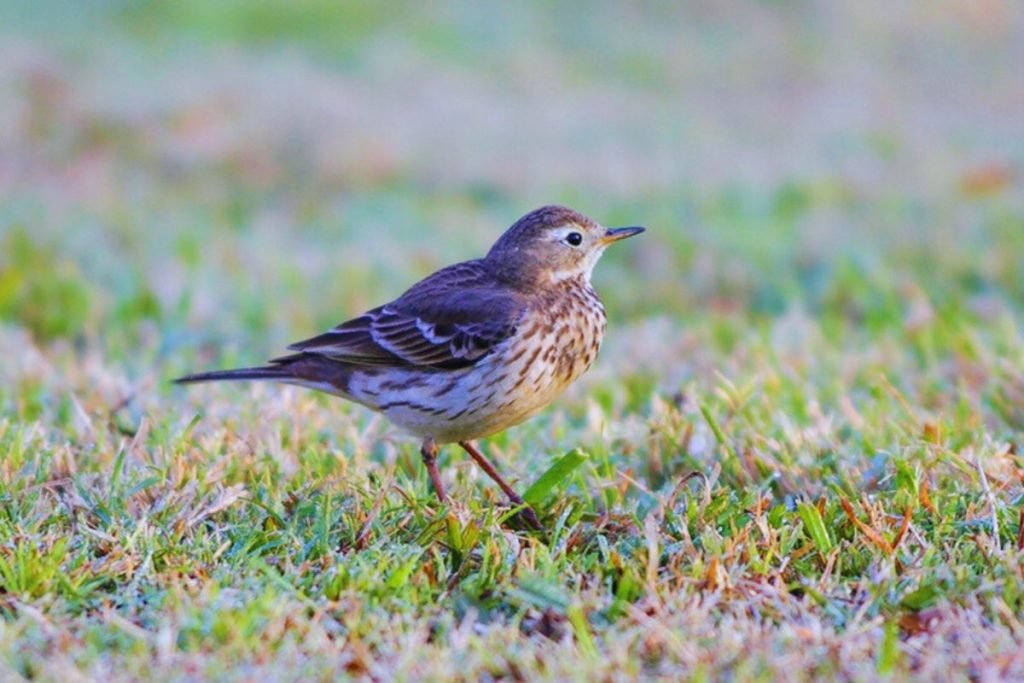 Wagtails and Pipits
