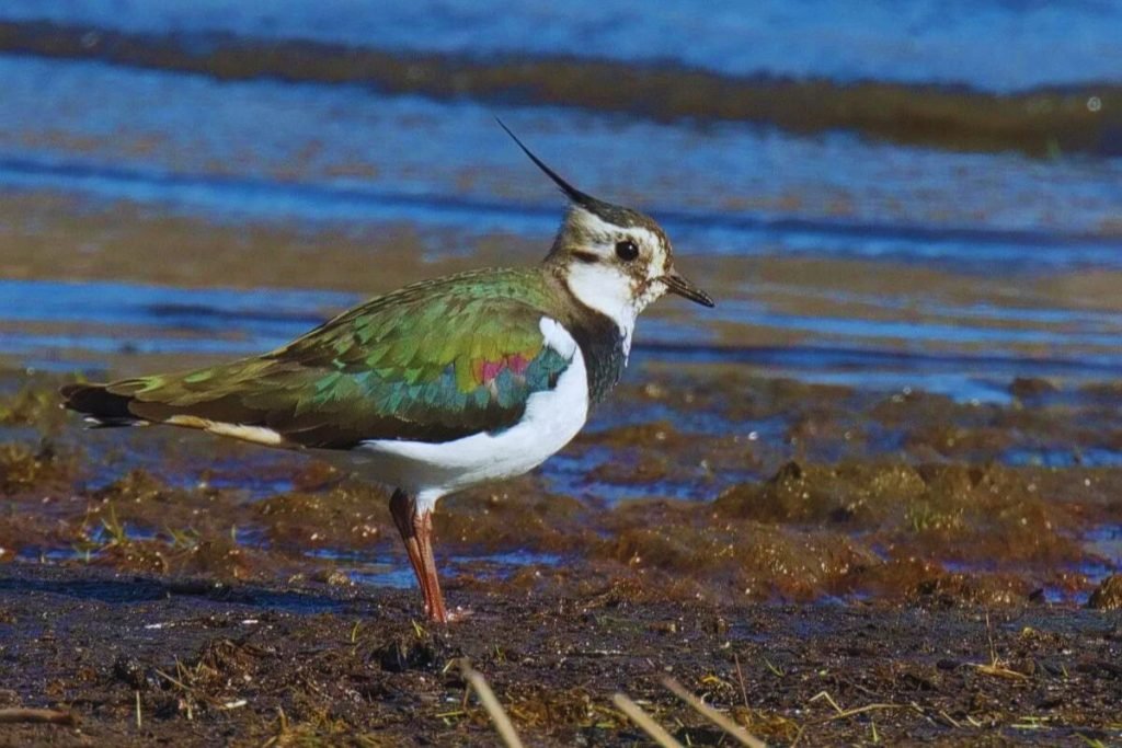 Northern Lapwing