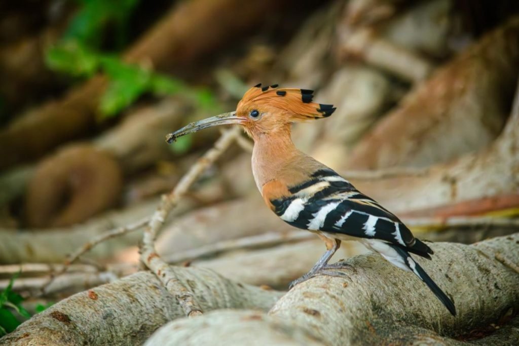 Hoopoes in Rajaji