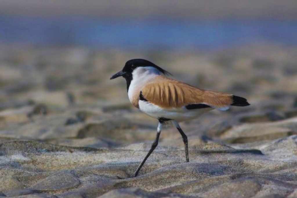 River Lapwing
