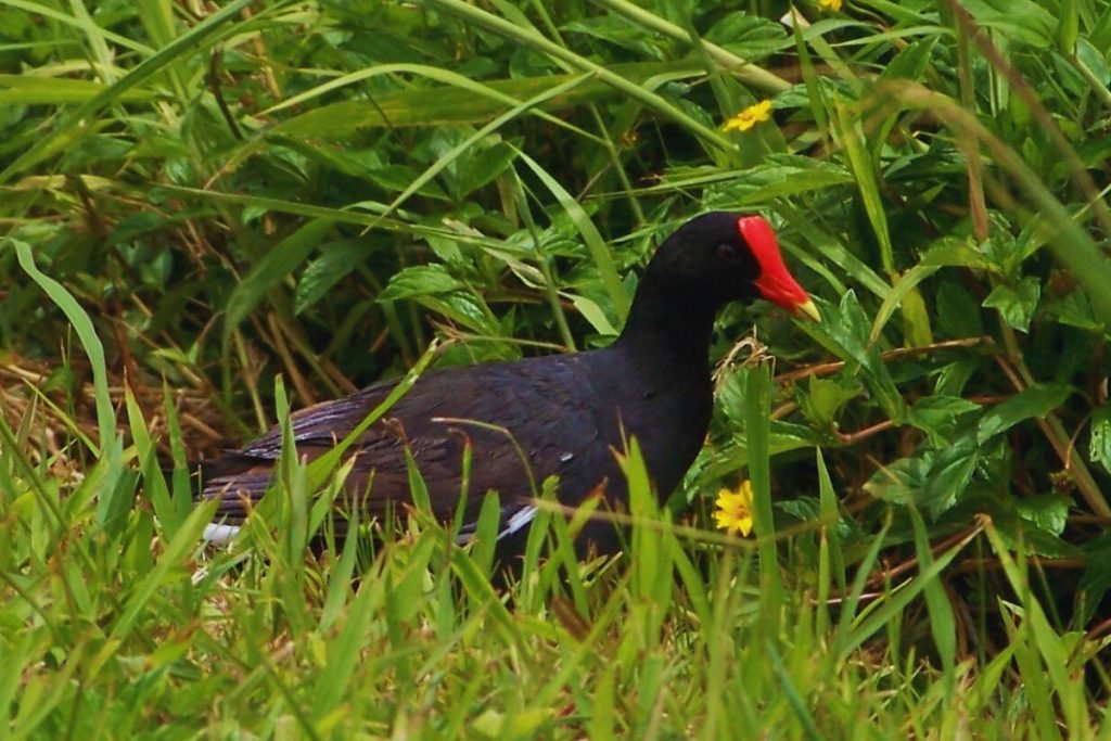 Eurasian Moorhen
