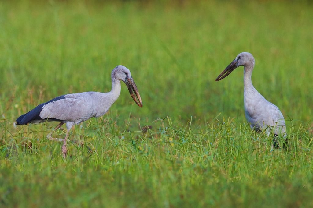 Asian Openbill Storks in Rajaji National Park
