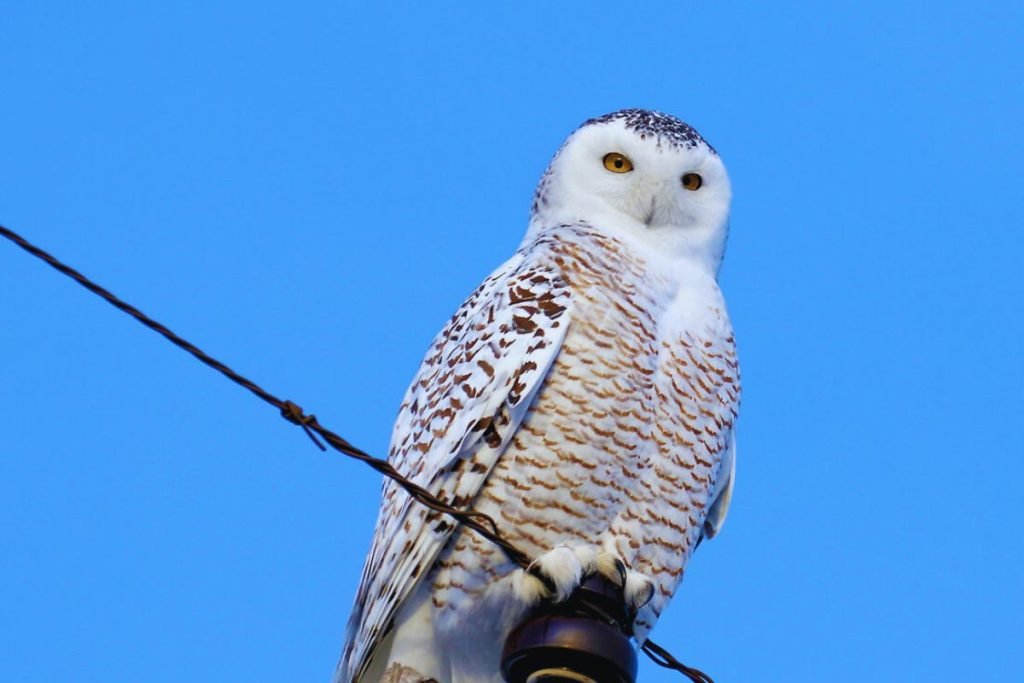 Owls in Rajaji National Park