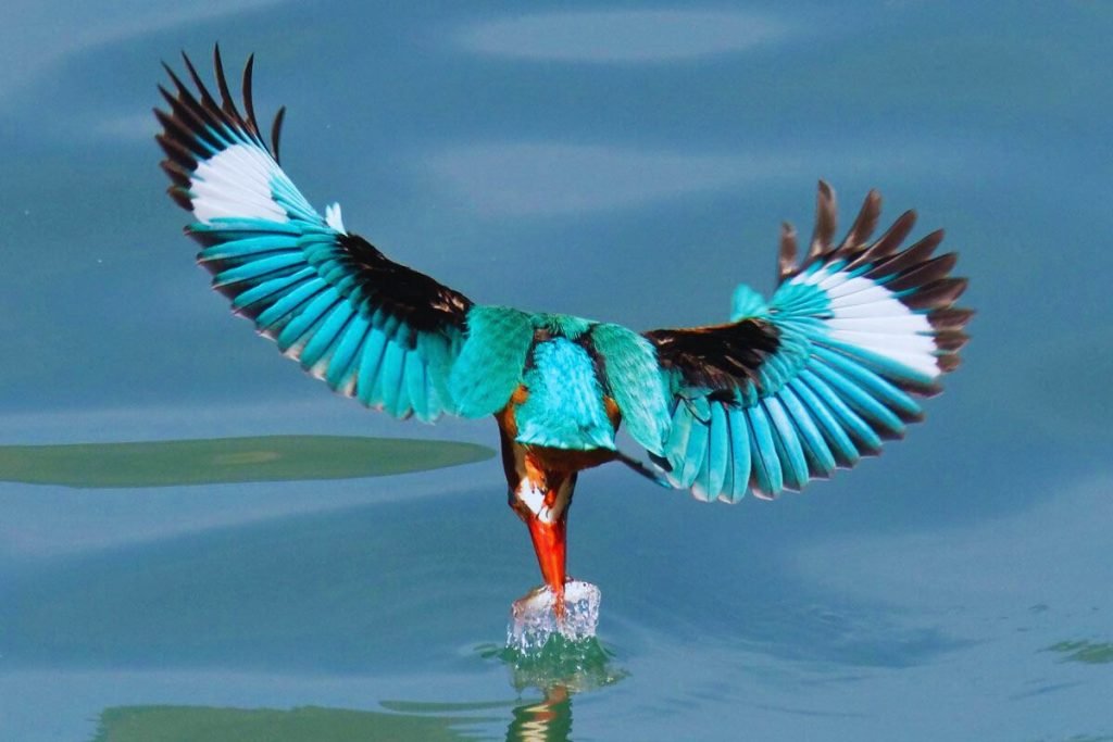 Kingfishers in Rajaji National Park