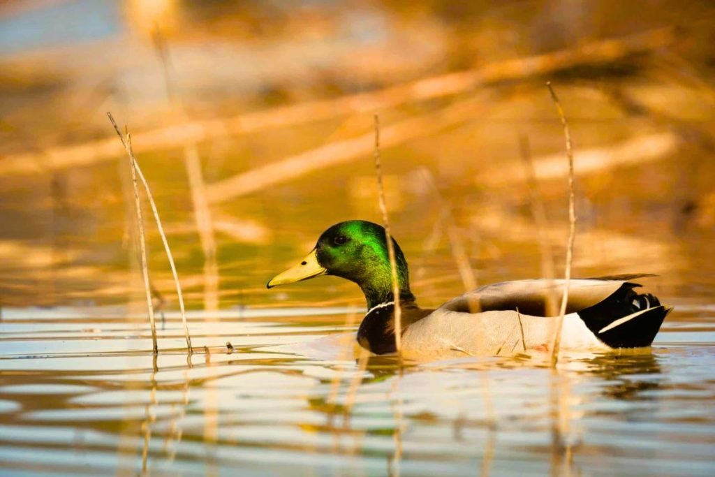 Waterfowl of Rajaji National Park