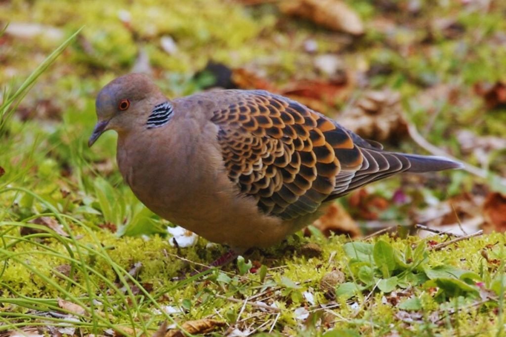 Oriental Turtle Dove in Rajaji