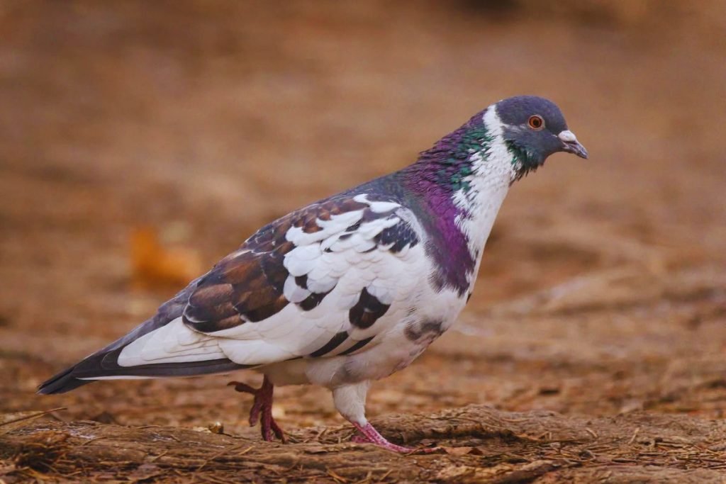 Rock Pigeons in Rajaji National Park