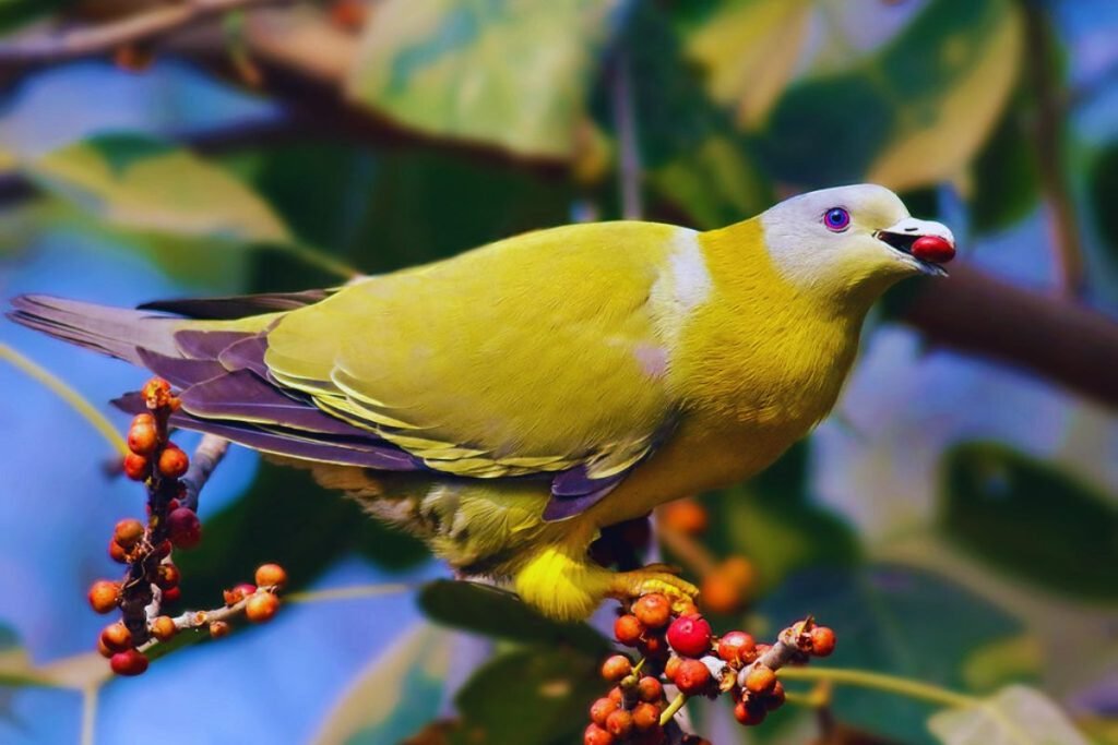 The Yellow-footed Green Pigeon