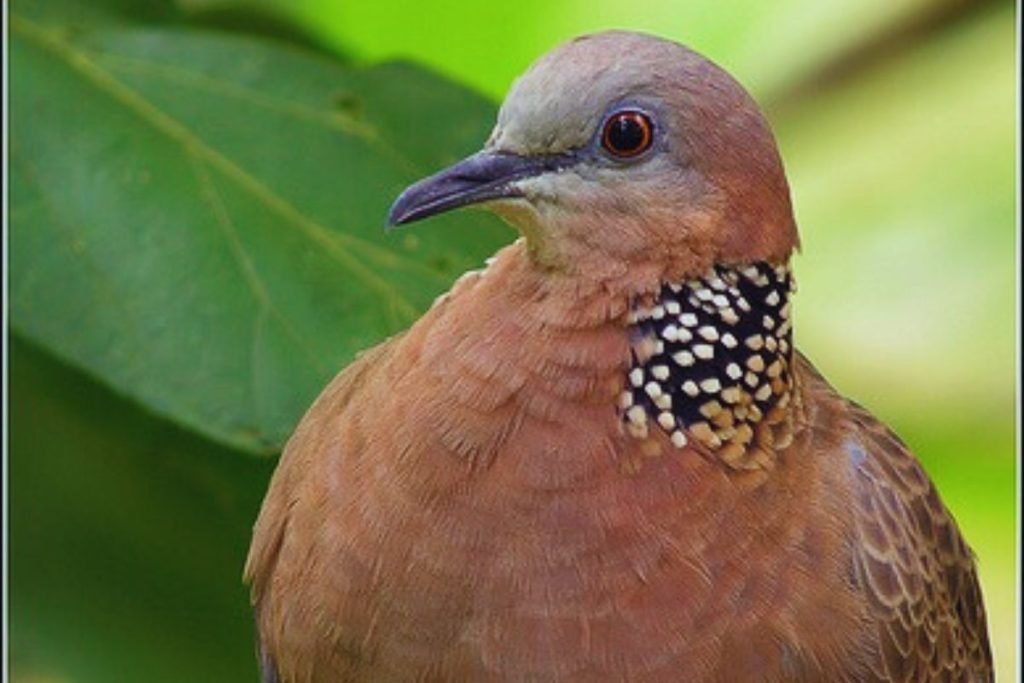 Spotted Dove