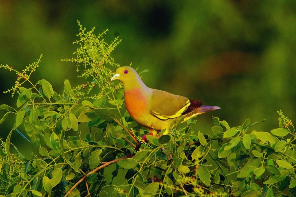 Orange-breasted Green-Pigeon