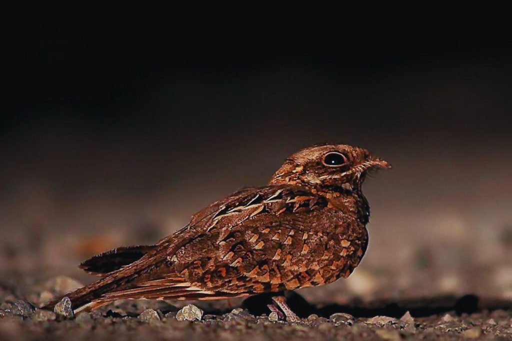 Indian Nightjar in Rajaji National Park