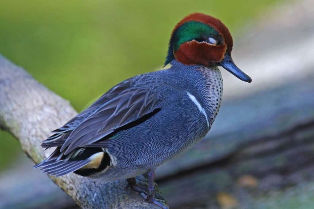 Green-winged Teal