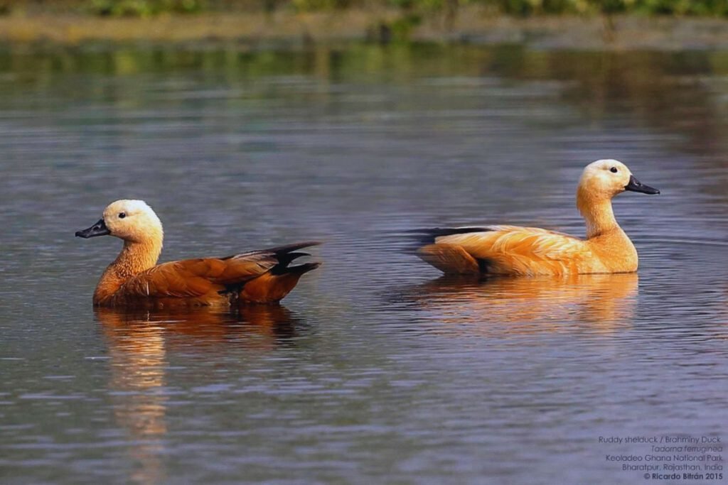 Ruddy Shelduck