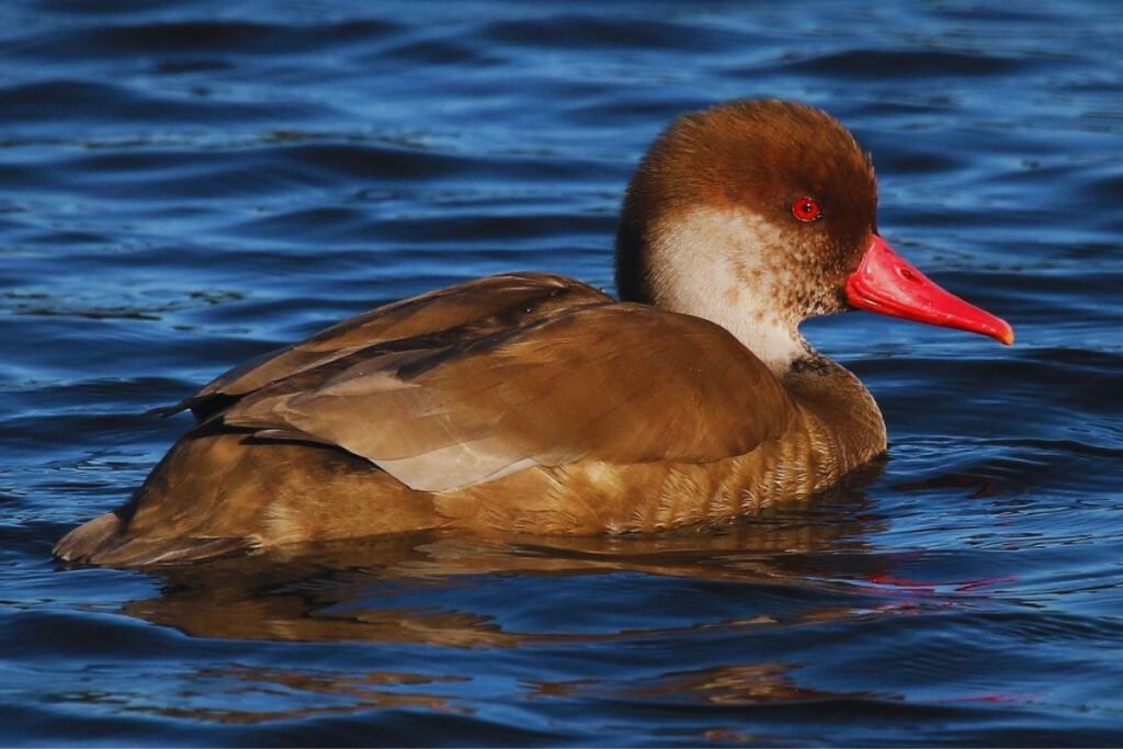 Red-Crested Pochard