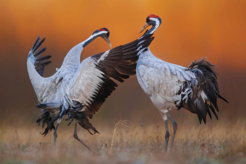Cranes in Rajaji National Park