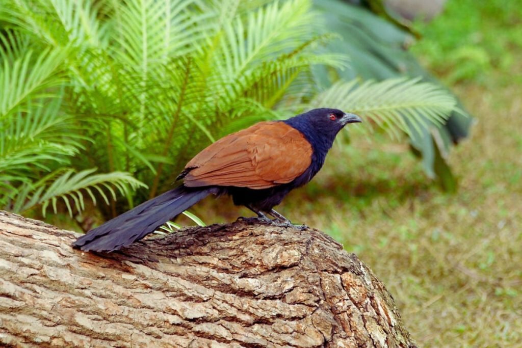 Greater Coucal