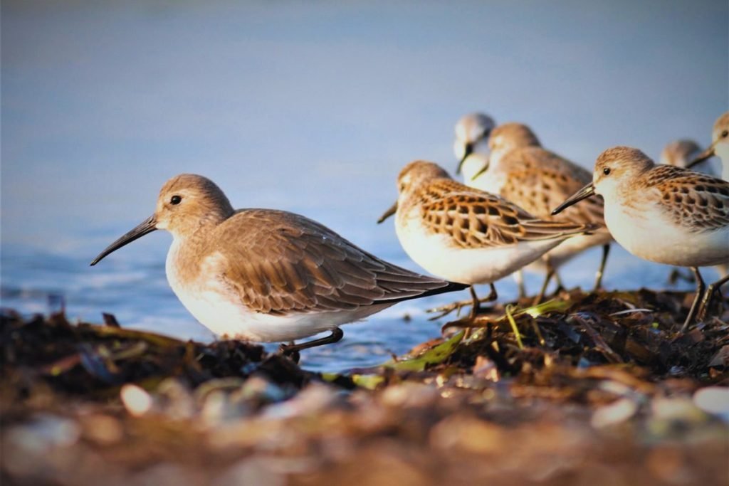 Shorebirds in Rajaji National Park