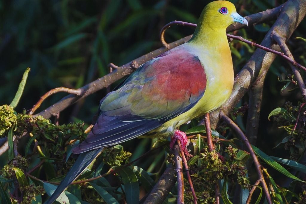 Pin-tailed Green Pigeon