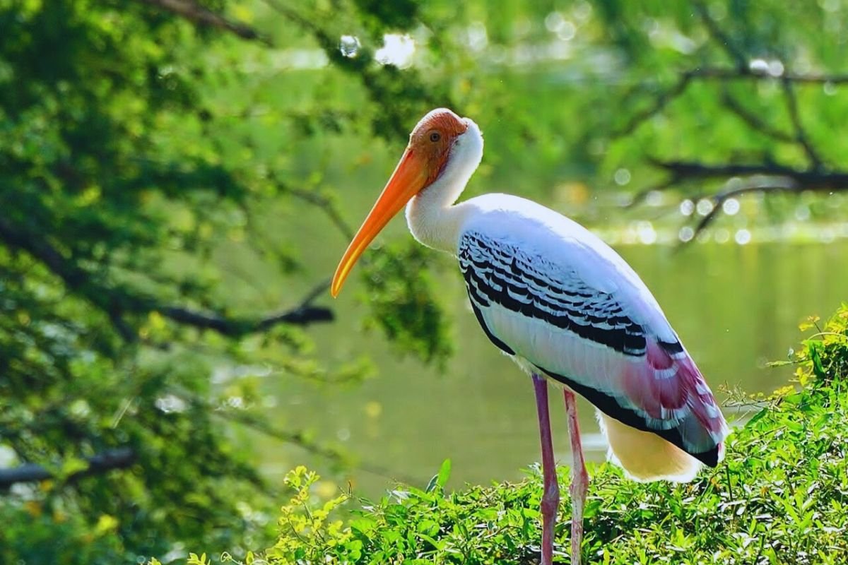 Storks