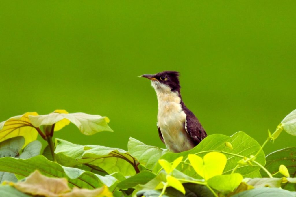 Pied Cuckoo 