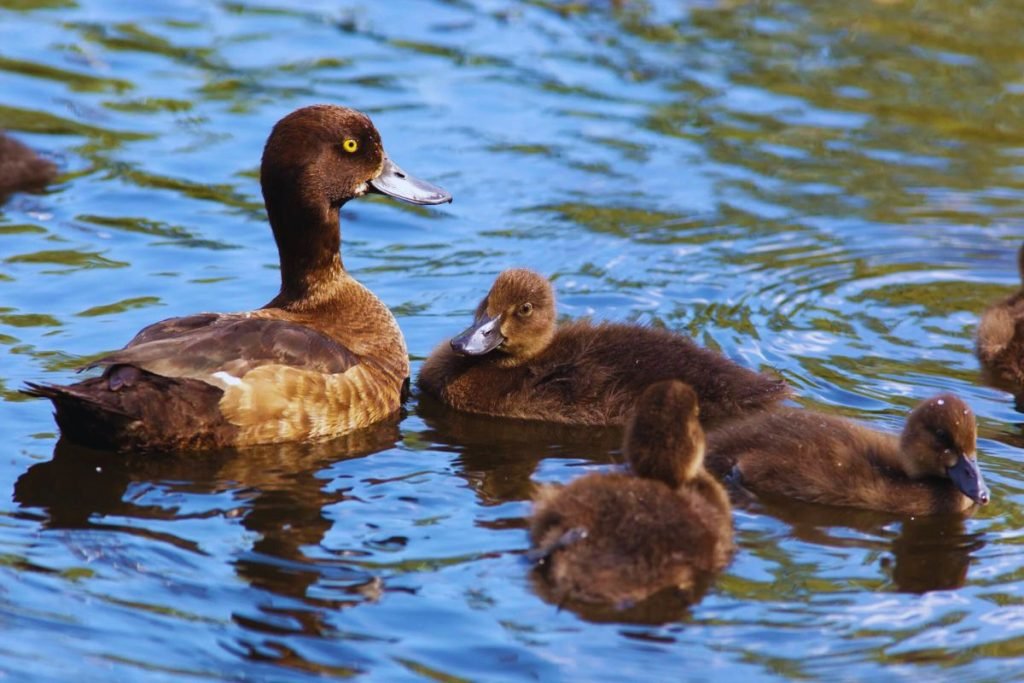 Tufted Duck in Rajaji National Park