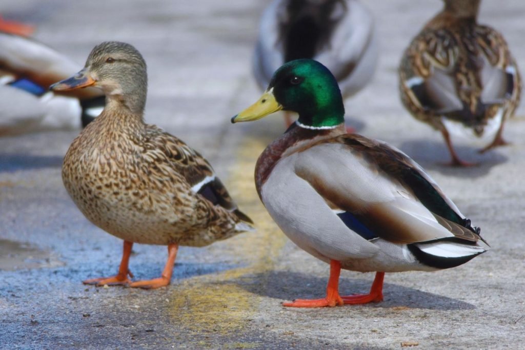 Mallard in Rajaji National Park