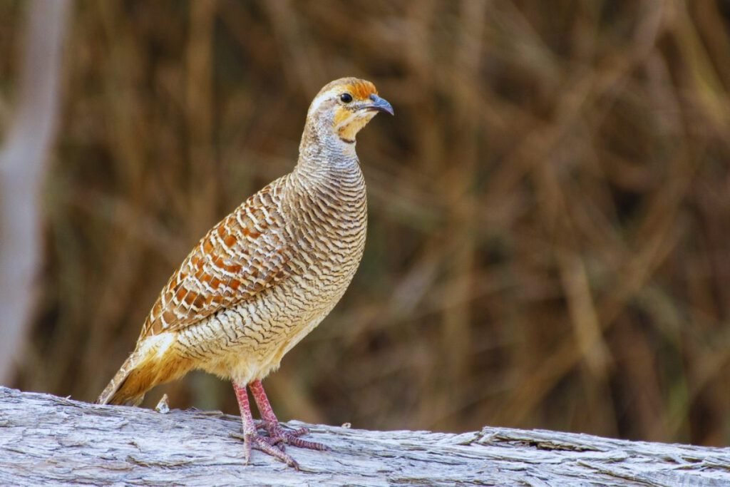 Grey Francolin in Rajaji National Park