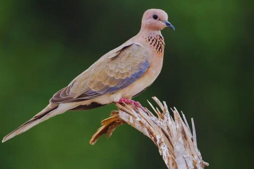 Laughing Dove (Spilopelia senegalensis)