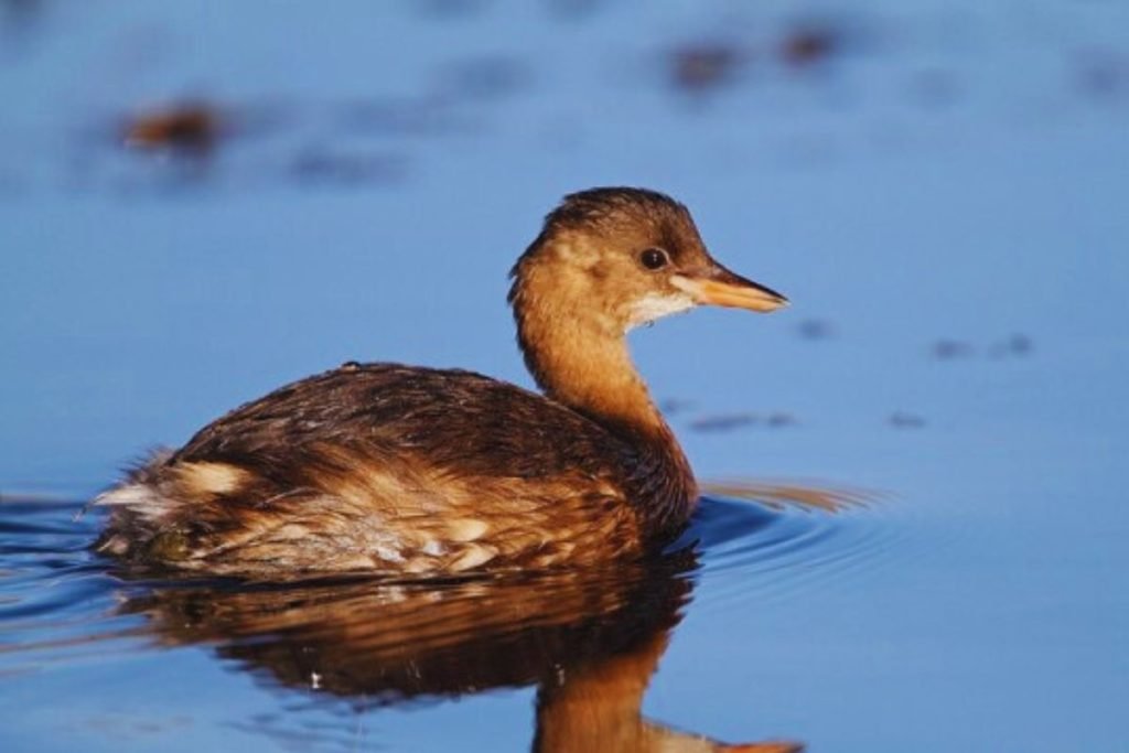 Little Grebe in Rajaji National Park