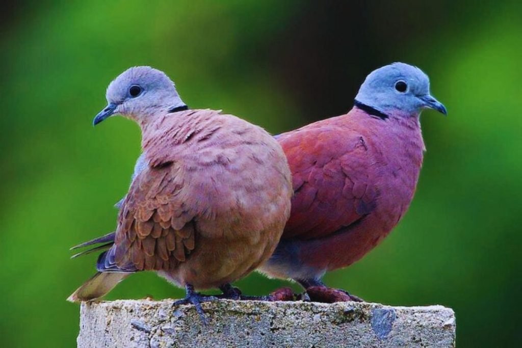 Red-Collared Dove in Rajaji National Park