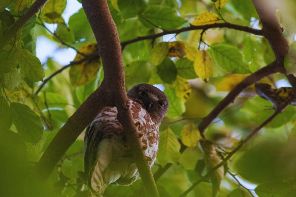 Brown Hawk-Owl in Rajaji National Park