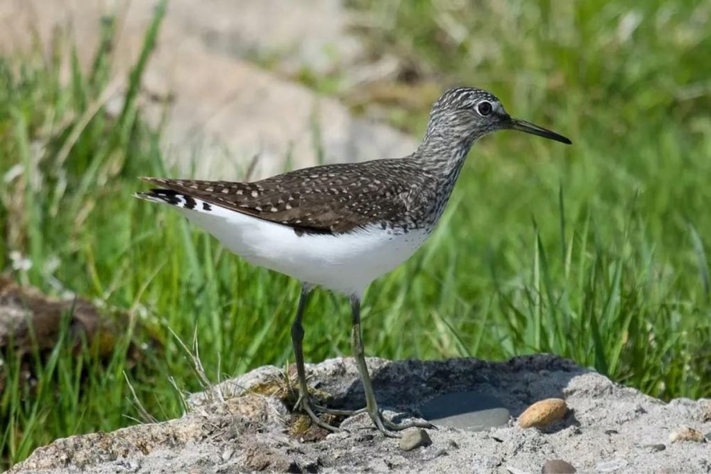 Common Sandpiper