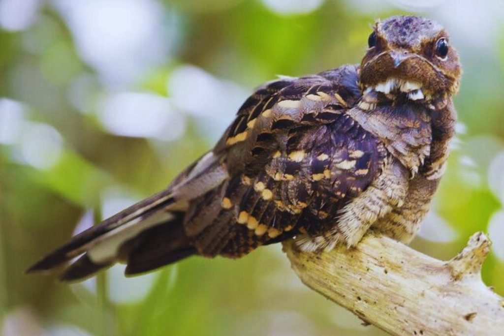 Large-tailed Nightjar