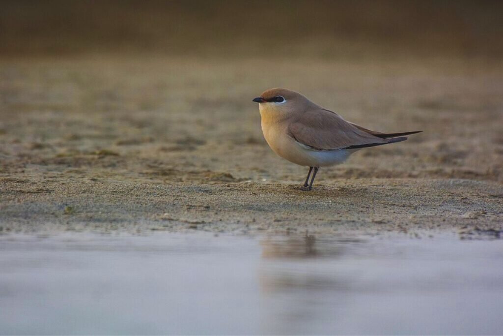 Small Pratincole